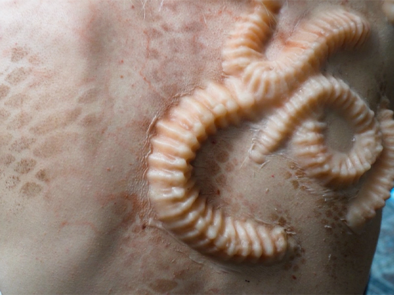 Birth of a new specimen