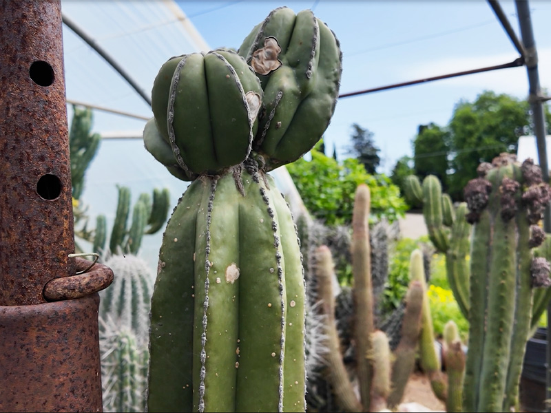 Le Cactus